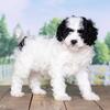 Sweet Cavapoo puppy