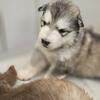 Alaskan Malamute Puppies