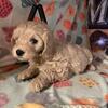 Golden Doodle miniature