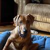 German Pinscher 6 months old 