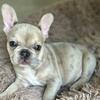 AKC Isabella Merle frenchie