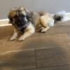 Tibetan Spaniel 18months age male