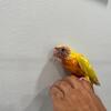 Suncheek mooncheks dilutes  conures