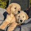 Golden retrievers 