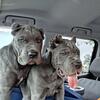 2 AKC CHAMPION CANE CORSO FEMALES