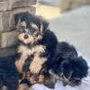 Teacup yorkie puppies 
