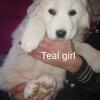 Great Pyrenees puppies 