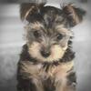 Yorkie puppies 