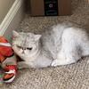 Exotic shorthair 