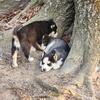 Siberian Husky puppies.