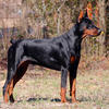 Superb FCI type Doberman puppies. Top Euro bloodlines in Florida