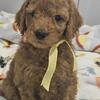 Available now! Sweet Goldendoodle pups
