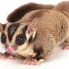 2 year old intact male Sugar Glider 