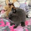 Adorable Netherland dwarf bunnies