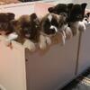Pure Akita puppies for sale