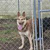 CKC LIVER GERMAN SHEPHERD FEMALE 
