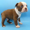 BEAUTIFUL BOSTON TERRIER PUPPY AVAILABLE - BROWN & WHITE - CHOCOLATE