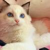 ragdoll girl kitten available 