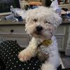 5 year old Teddy Bear dog - Bishon/Shitzu mix