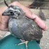 Young Gambel's quail and California quail