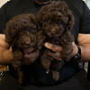 Chocolate Brown Male Toy Poodle Puppy $1000 (SOLD)