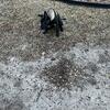 8 m old Male Belgian Malinois Blk No papers Neutered 
