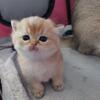 Looking for a kitten