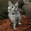 Maine Coon Kitten