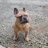 Akc Male French bulldog stud for sale 