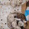 Beautiful Scottish fold boys and girls for sale
