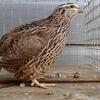 Jumbo Brown Coturnix Quail