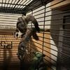 Sugar glider bonded pair 