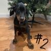 AKC Doberman Puppies 