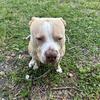 Stud Available – west palm beach. Fawn Pitbull with Exceptional Temperament