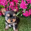Yorkshire Terrier Puppies