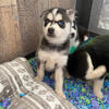 POMSKY- Mini Huskies ❤️ Call/Text 856-275-8278