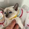 Siamese Kittens - Great Quality and Health