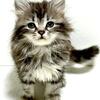 CHRISTMAS KITTEN! Siberian kitten Siberian cat female, DOB 10-04-25, PUREBRED.!