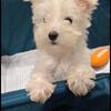 Miniature Schnauzer ckc papers/ shot record!! text me =call 850=2574705 Thank you