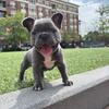 Adorable Male French Bull Dog Puppy