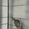 Grey Cockatiel Baby