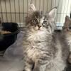 Mainecoon kittens ready to go