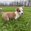 Cardigan Corgi Puppies