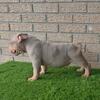 American Bully Pups