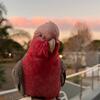 Rose Breasted Galah Cockatoo 