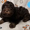 Australian Labradoodle Puppy Cutie
