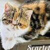 SOLD Calico Exotic Shorthair Female