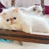 CFA Worlds best Persian Kittens 