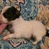 tri-color AKC male Papillon puppy