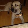 Bo- Blackmouth Cur